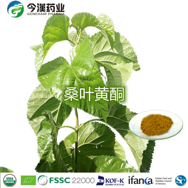桑叶黄酮